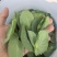 精品豌豆苗贵州高原豌豆尖跨境热销短节豌豆苗种植