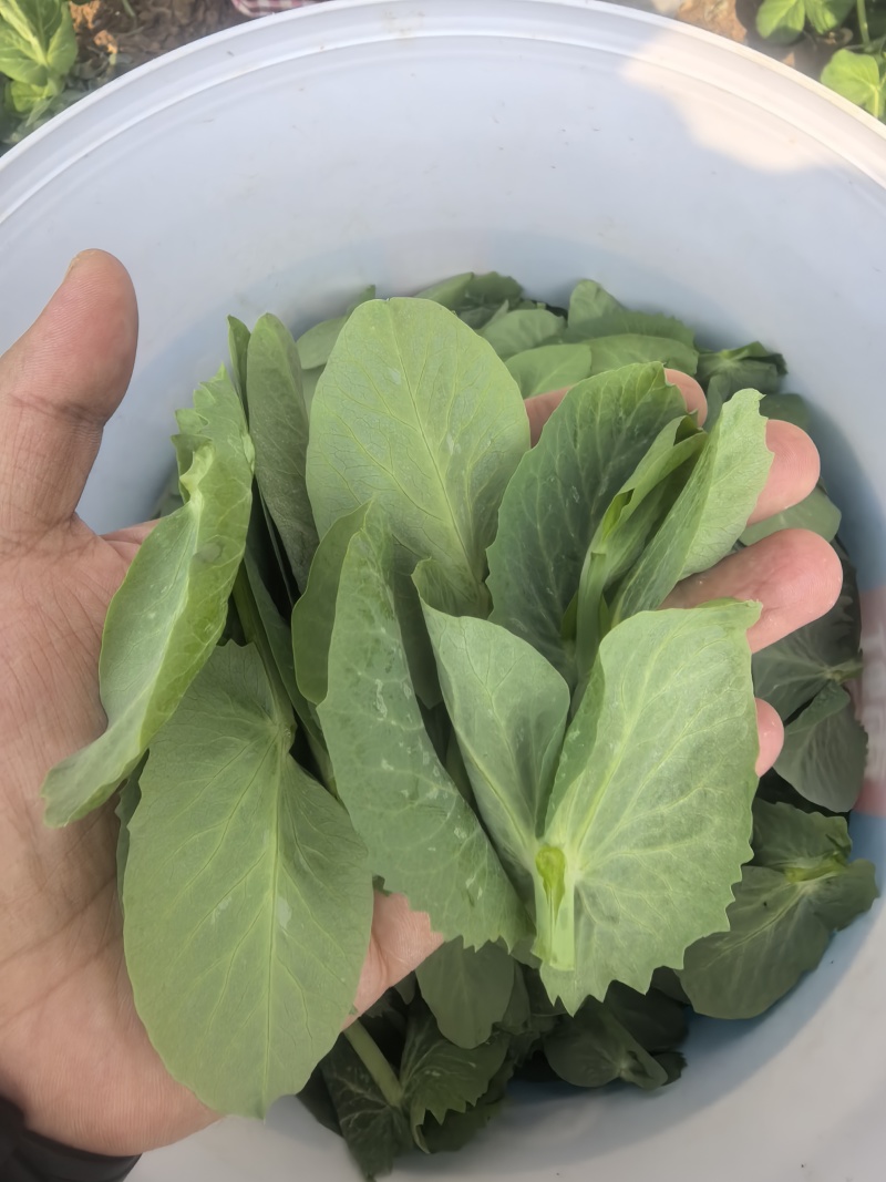 精品豌豆苗贵州高原豌豆尖跨境热销短节豌豆苗种植
