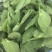 精品豌豆苗贵州高原豌豆尖跨境热销短节豌豆苗种植