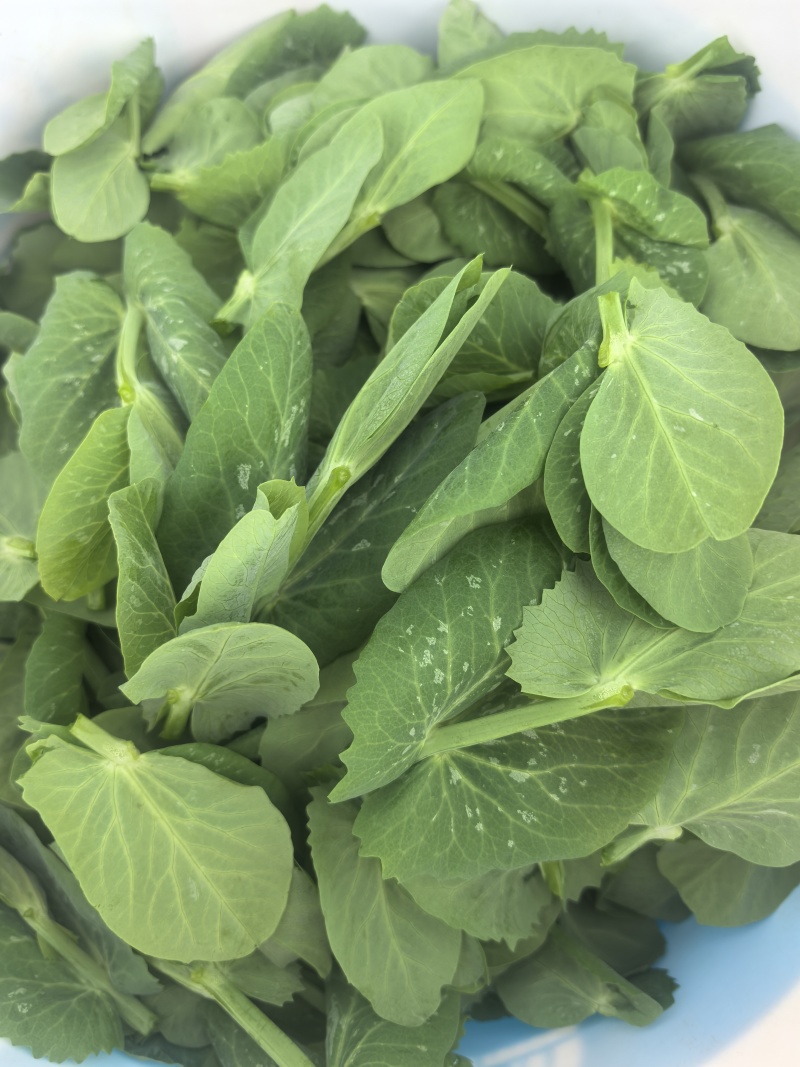 精品豌豆苗贵州高原豌豆尖跨境热销短节豌豆苗种植