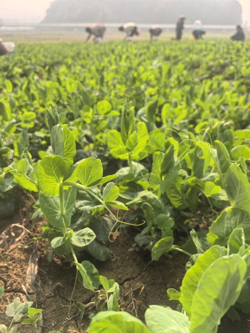 精品豌豆苗贵州高原豌豆尖跨境热销短节豌豆苗种植