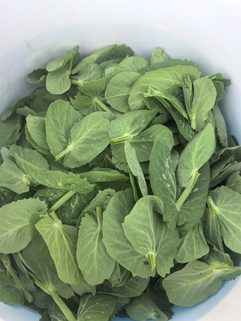 精品豌豆苗贵州高原豌豆尖跨境热销短节豌豆苗种植