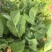 精品豌豆苗贵州高原豌豆尖跨境热销短节豌豆苗种植