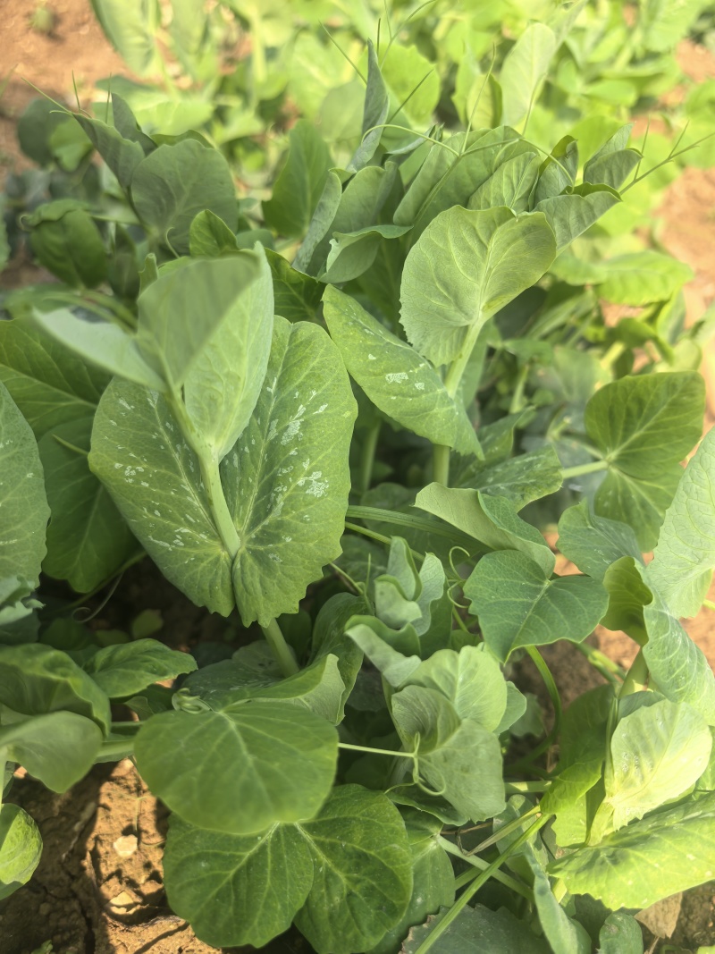 精品豌豆苗贵州高原豌豆尖跨境热销短节豌豆苗种植