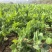 精品豌豆苗贵州高原豌豆尖跨境热销短节豌豆苗种植