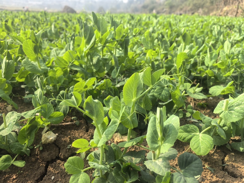 精品豌豆苗贵州高原豌豆尖跨境热销短节豌豆苗种植