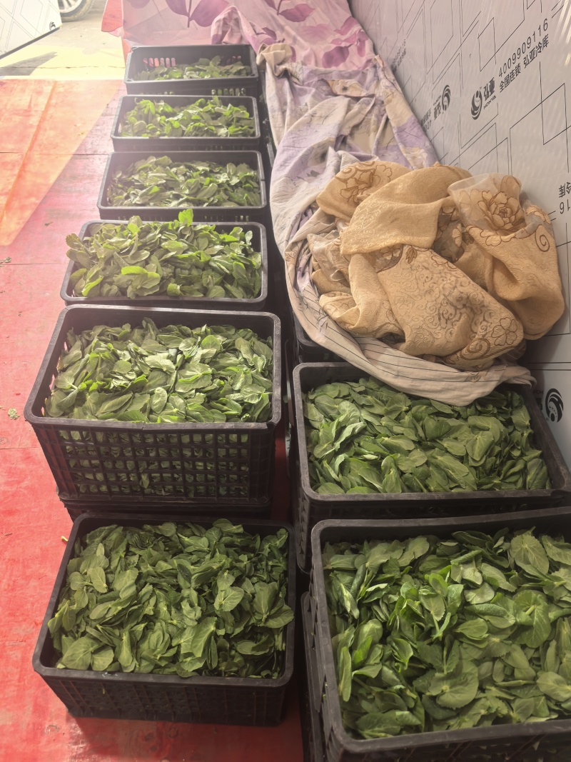精品豌豆苗贵州高原豌豆尖跨境热销短节豌豆苗种植
