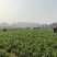 精品豌豆苗贵州高原豌豆尖跨境热销短节豌豆苗种植
