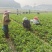 精品豌豆苗贵州高原豌豆尖跨境热销短节豌豆苗种植