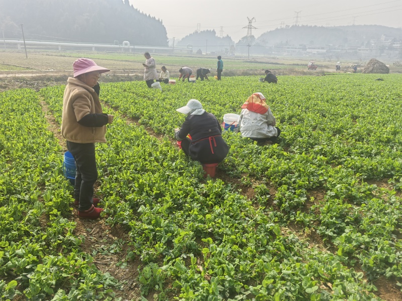 精品豌豆苗贵州高原豌豆尖跨境热销短节豌豆苗种植