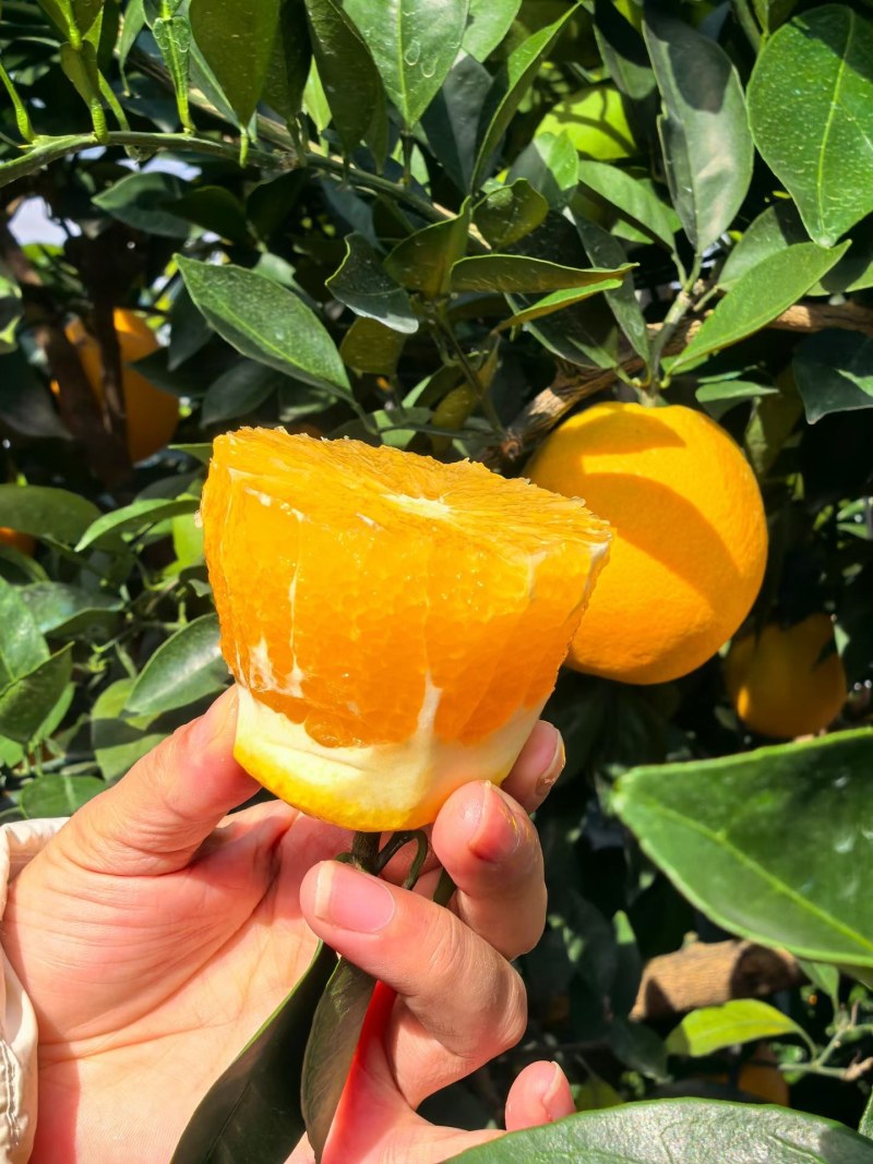 赣南脐橙元旦福利单欢迎咨询