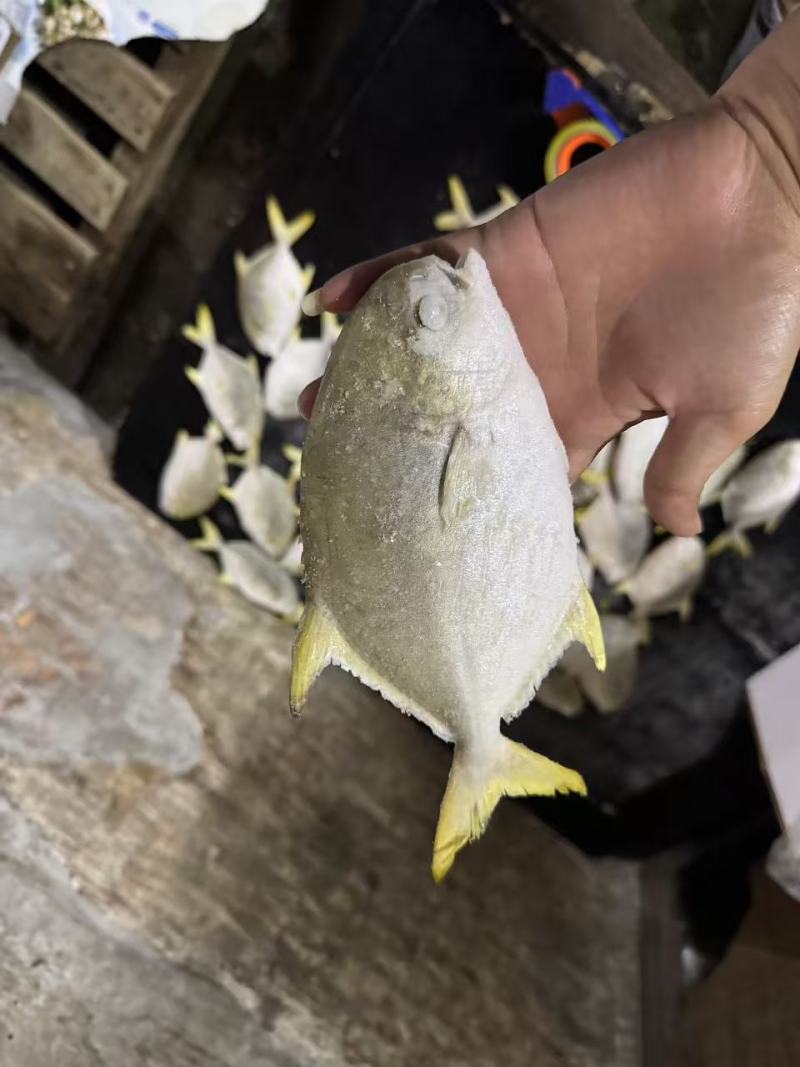 金鲳鱼，湛江本地深水网箱养殖，味道鲜美。