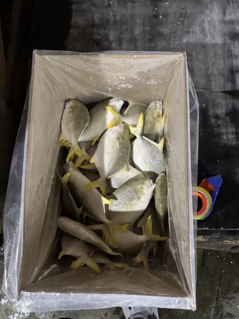 金鲳鱼，湛江本地深水网箱养殖，味道鲜美。