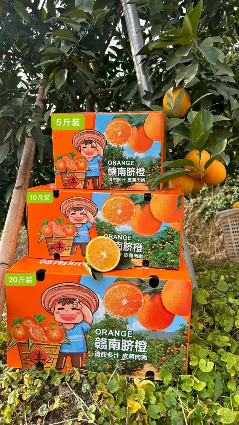 赣南脐橙元旦福利单欢迎咨询