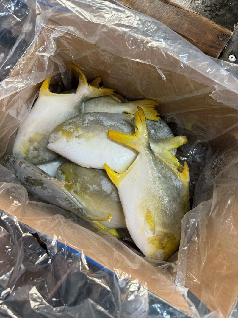 金鲳鱼，湛江本地深水网箱养殖，味道鲜美。
