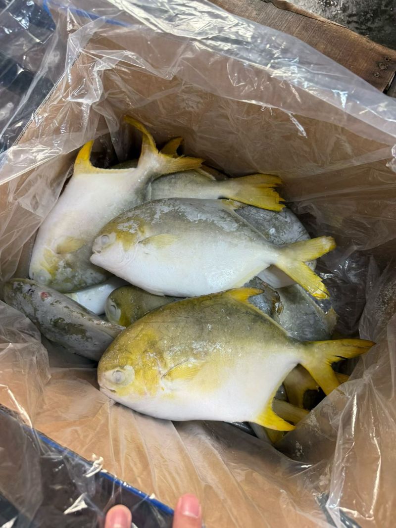 金鲳鱼，湛江本地深水网箱养殖，味道鲜美。