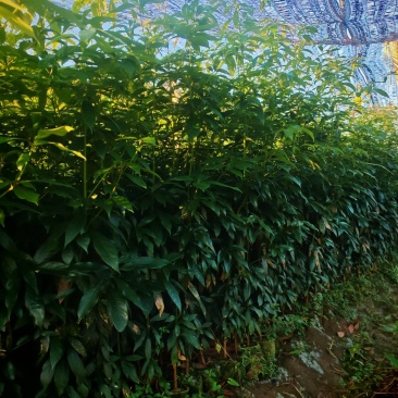 楠木杯苗，远程看苗，苗厂直供，一手货源