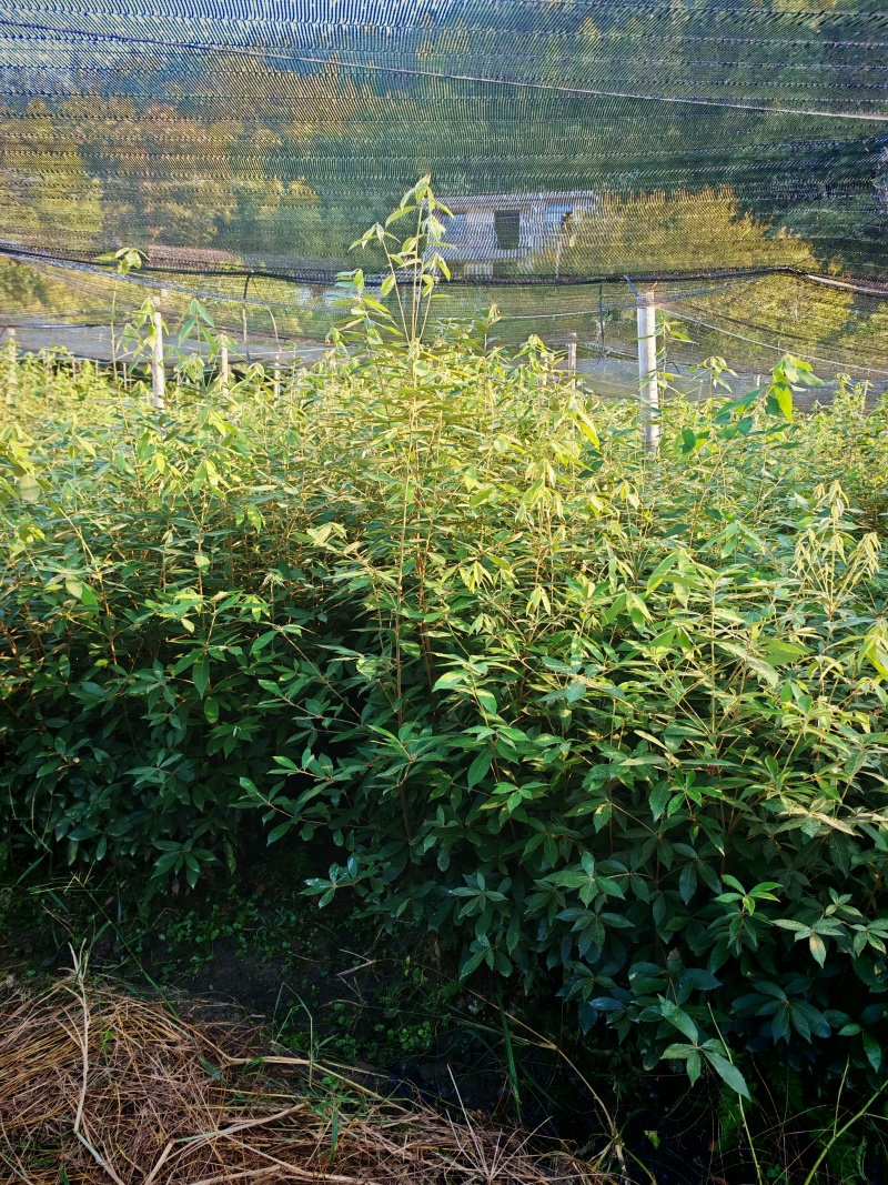 赤皮青岗，杯苗带土发货，苗厂直供，一手货源