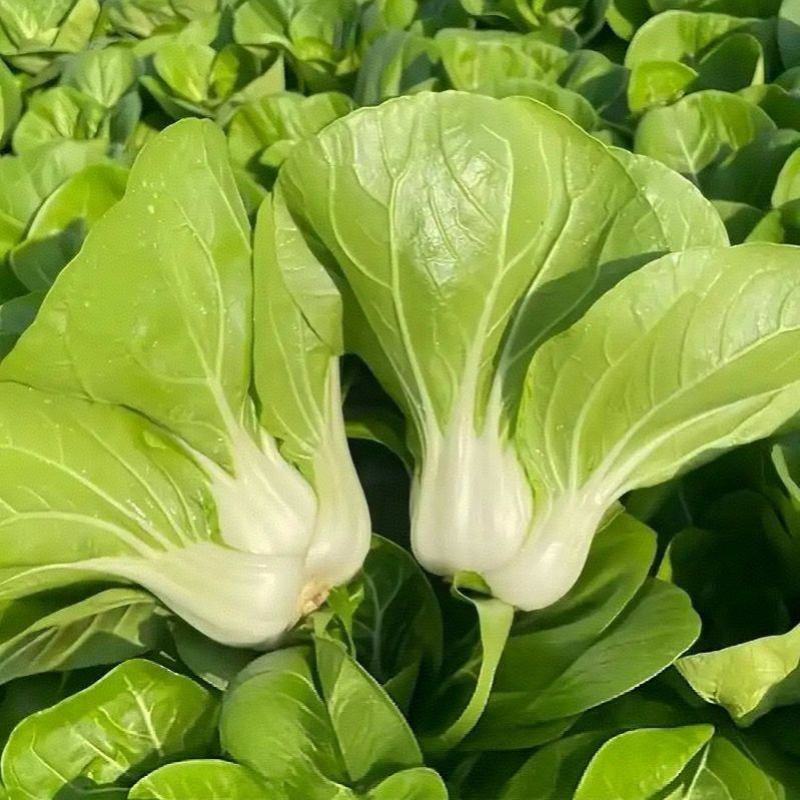 鲜甜糯奶油白菜种子矮脚软糯鲜美黄奶油白菜新鲜矮脚青菜种籽
