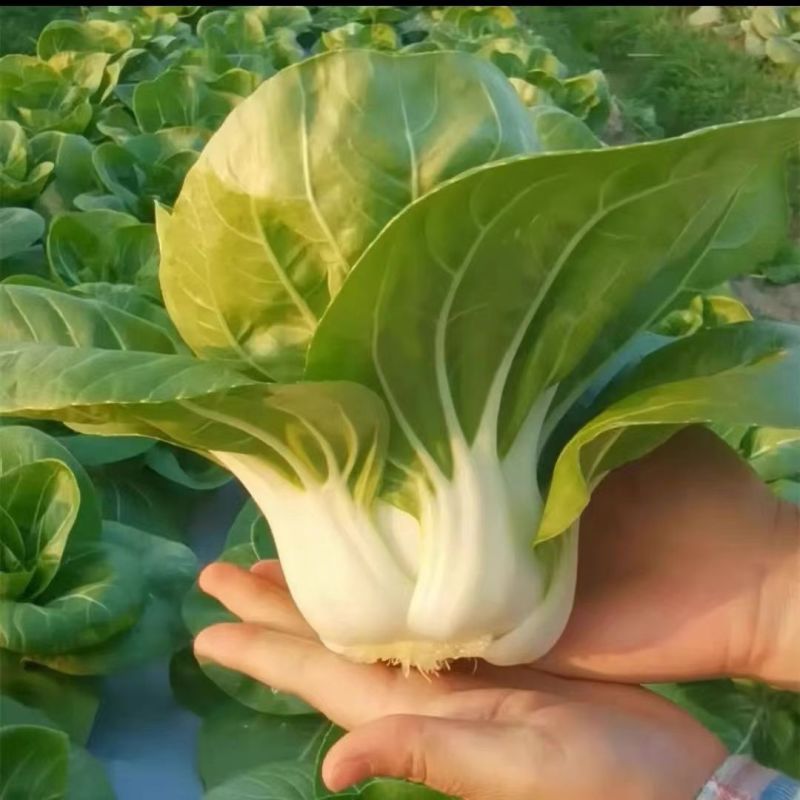 鲜甜糯奶油白菜种子矮脚软糯鲜美黄奶油白菜新鲜矮脚青菜种籽
