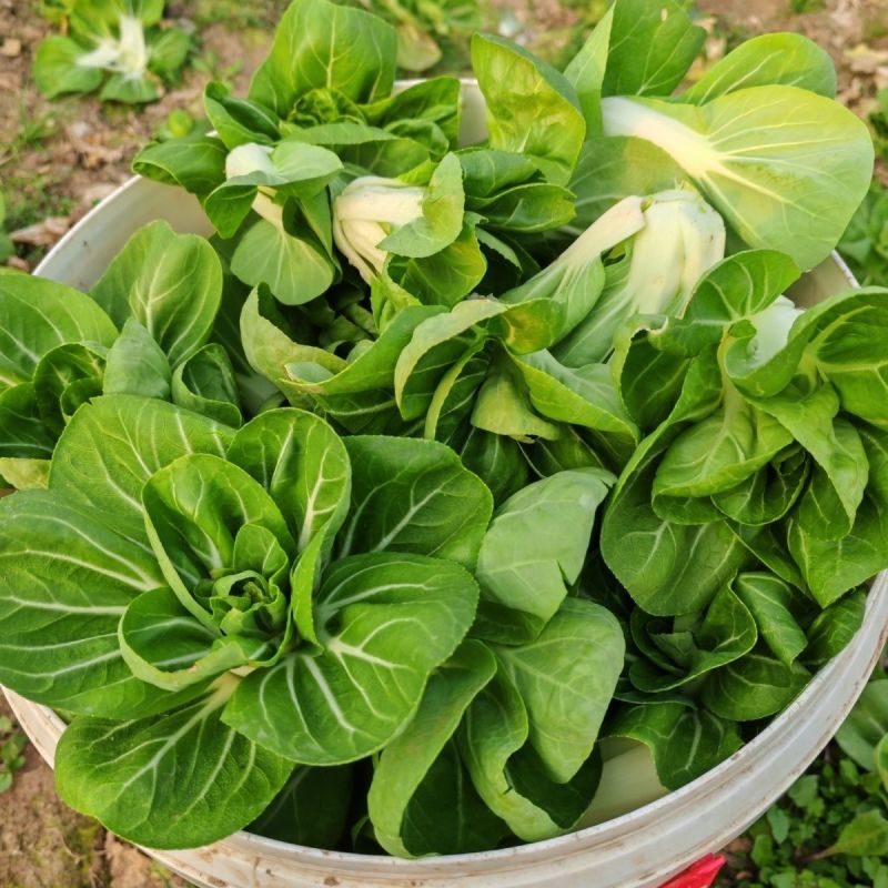 鲜甜糯奶油白菜种子矮脚软糯鲜美黄奶油白菜新鲜矮脚青菜种籽