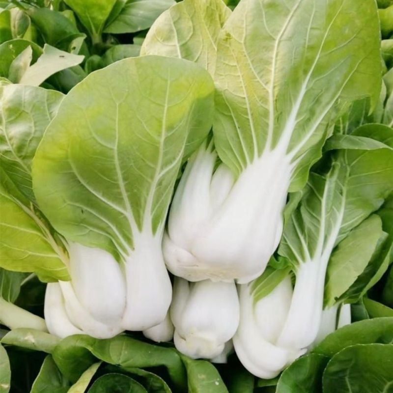 鲜甜糯奶油白菜种子矮脚软糯鲜美黄奶油白菜新鲜矮脚青菜种籽