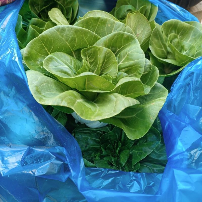 鲜甜糯奶油白菜种子矮脚软糯鲜美黄奶油白菜新鲜矮脚青菜种籽