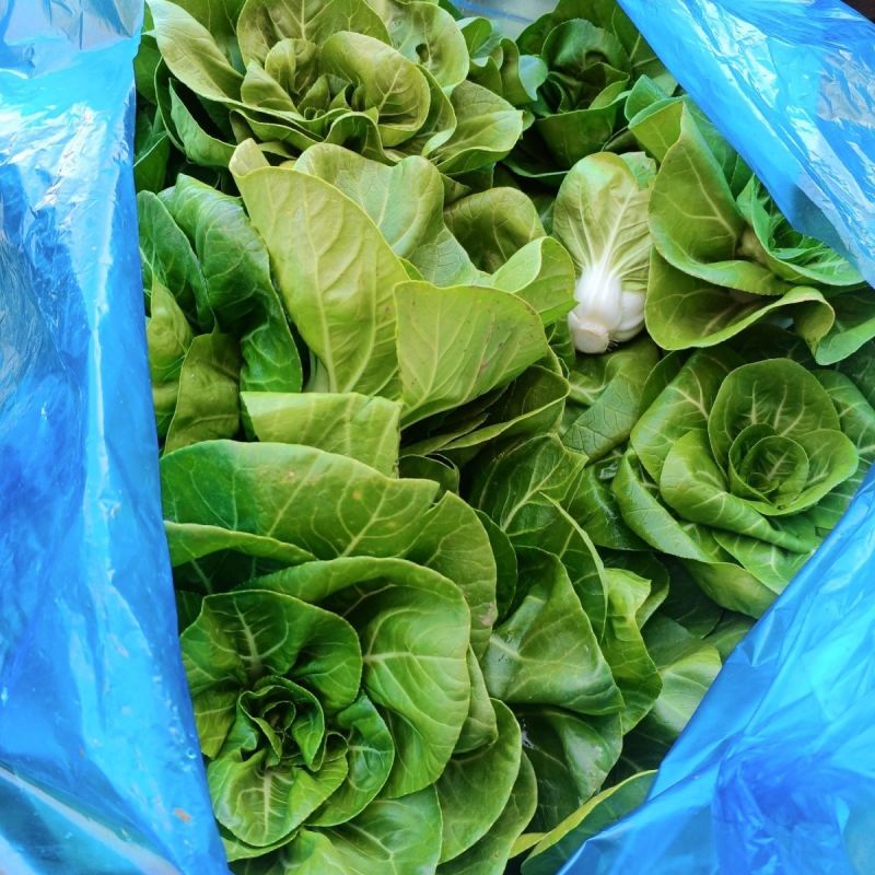 鲜甜糯奶油白菜种子矮脚软糯鲜美黄奶油白菜新鲜矮脚青菜种籽