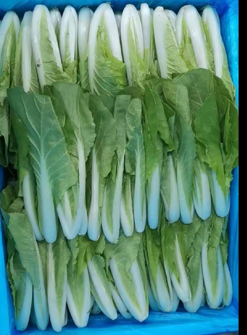 快菜