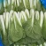 快菜