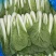 快菜