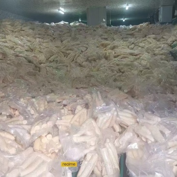 黄肉木薯产地一手货直销诚信合作欢迎来电咨询