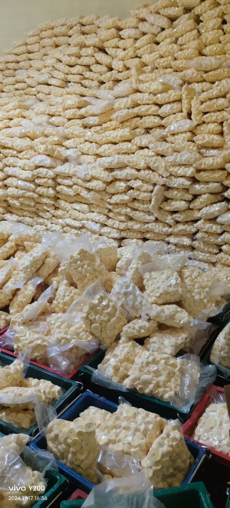 黄肉木薯产地一手货直销诚信合作欢迎来电咨询