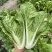 阳光鲜美下锅耙小白菜种子火锅菜高产小白菜四季播阳台蔬菜