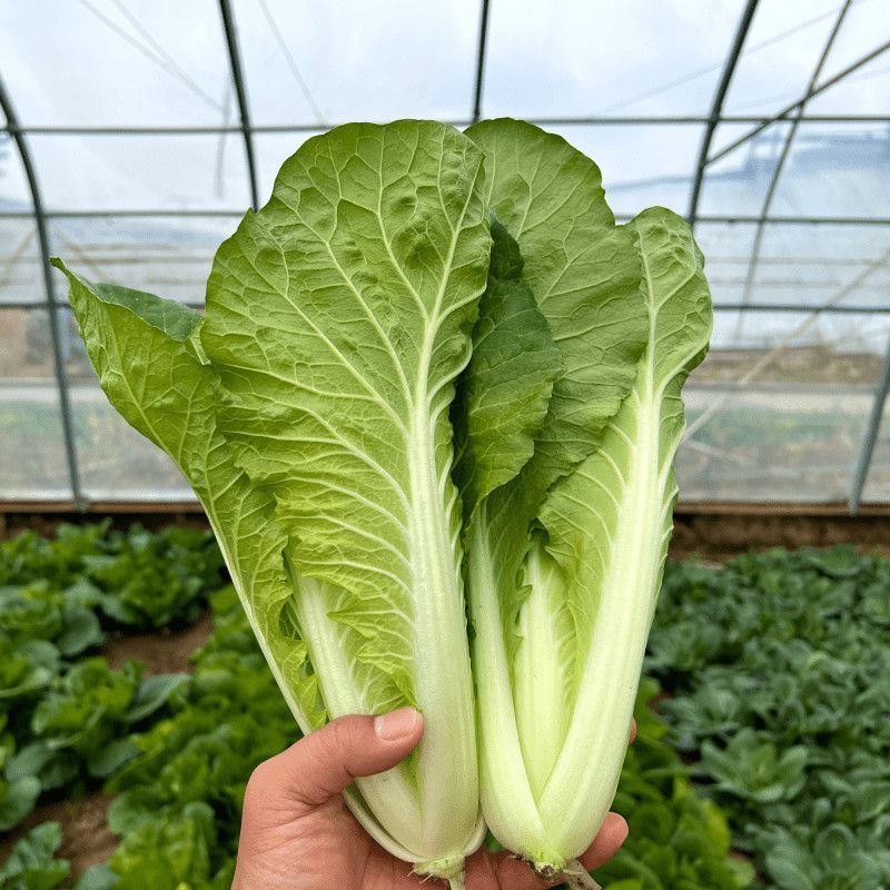 阳光鲜美下锅耙小白菜种子火锅菜高产小白菜四季播阳台蔬菜