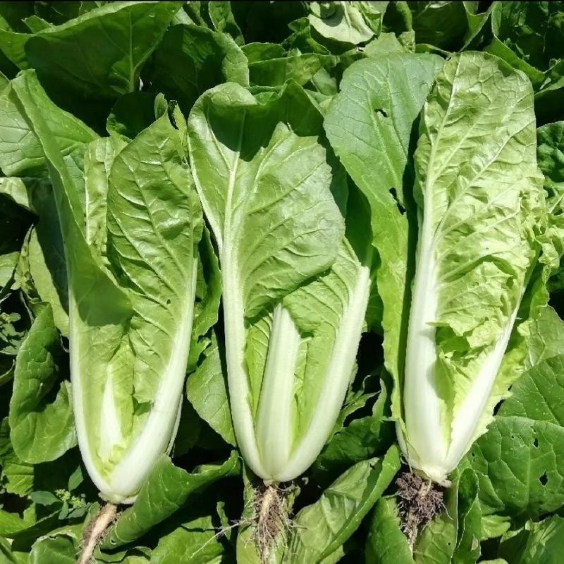 阳光鲜美下锅耙小白菜种子火锅菜高产小白菜四季播阳台蔬菜