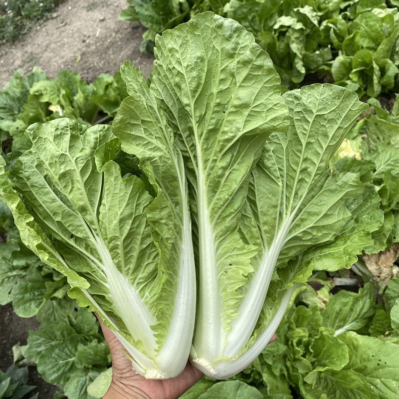 阳光鲜美下锅耙小白菜种子火锅菜高产小白菜四季播阳台蔬菜