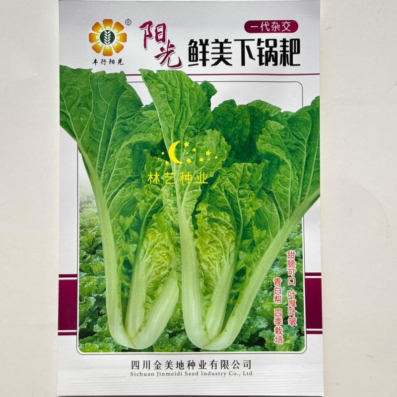 阳光鲜美下锅耙小白菜种子火锅菜高产小白菜四季播阳台蔬菜