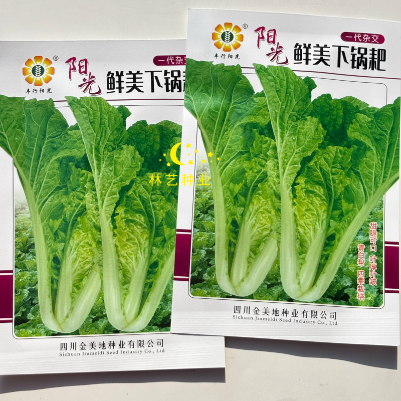 阳光鲜美下锅耙小白菜种子火锅菜高产小白菜四季播阳台蔬菜