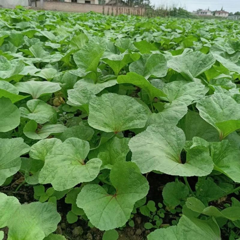 软糯冬寒菜种子高钙蔬菜冬葵菜苋菜种子耐寒四季阳台盆栽蔬菜