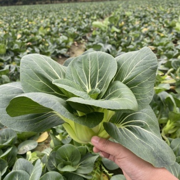黑绿丰1号矮脚苏州青种子油菜种籽青梗上海青菜籽小青菜