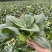 黑绿丰1号矮脚苏州青种子油菜种籽青梗上海青菜籽小青菜