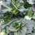 黑绿丰1号矮脚苏州青种子油菜种籽青梗上海青菜籽小青菜