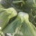 黑绿丰1号矮脚苏州青种子油菜种籽青梗上海青菜籽小青菜