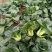 黑绿丰1号矮脚苏州青种子油菜种籽青梗上海青菜籽小青菜