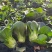 黑绿丰1号矮脚苏州青种子油菜种籽青梗上海青菜籽小青菜