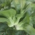 黑绿丰1号矮脚苏州青种子油菜种籽青梗上海青菜籽小青菜