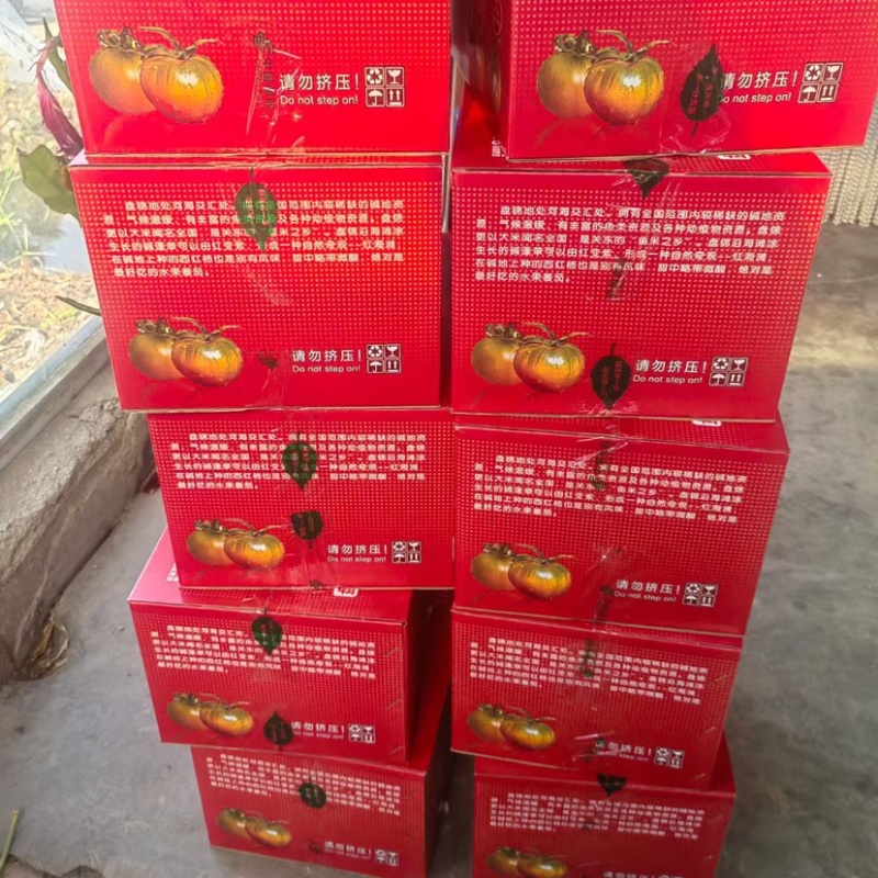 碱地柿子铁皮柿子草莓柿子番茄