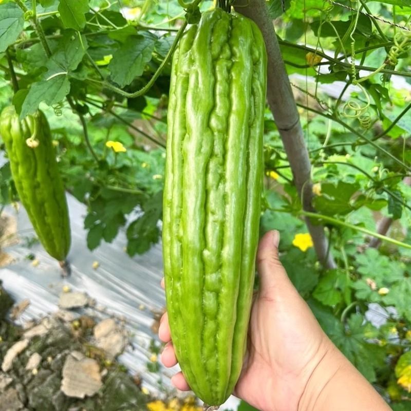绿霸鼎盛风华苦瓜种子中早瓜条近圆柱形肉厚瘤条顺直油绿苦瓜