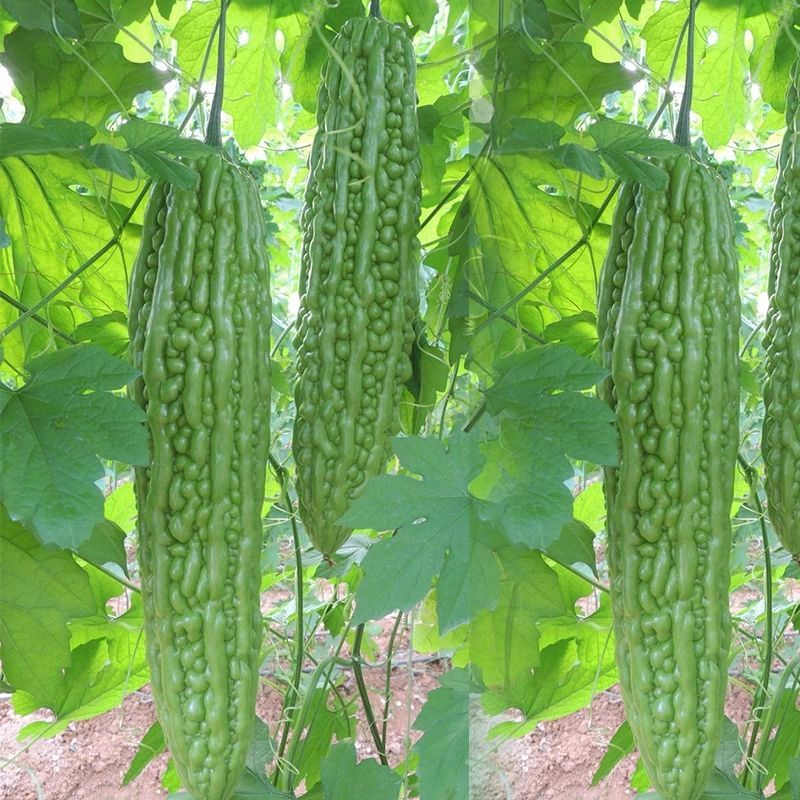 吉祥三宝苦瓜种子早熟杂交珍珠苦瓜厚肉果皮翠绿色春秋季苦瓜